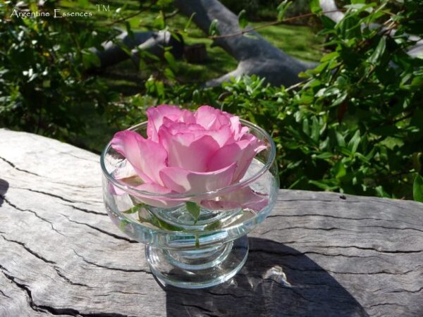 Pink & White Rose