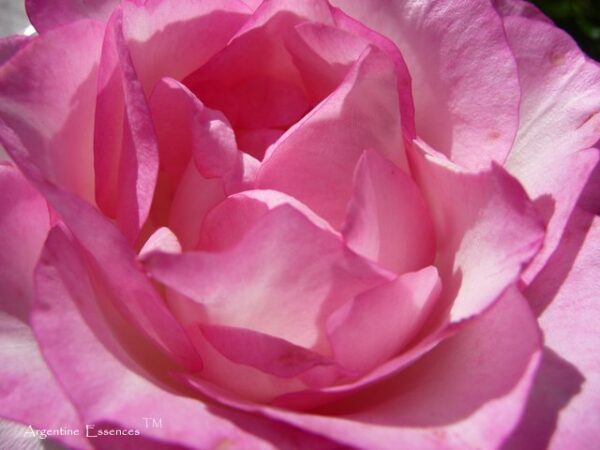 Pink & White Rose