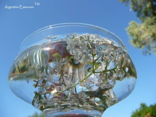 Lemon Verbena in a bowl