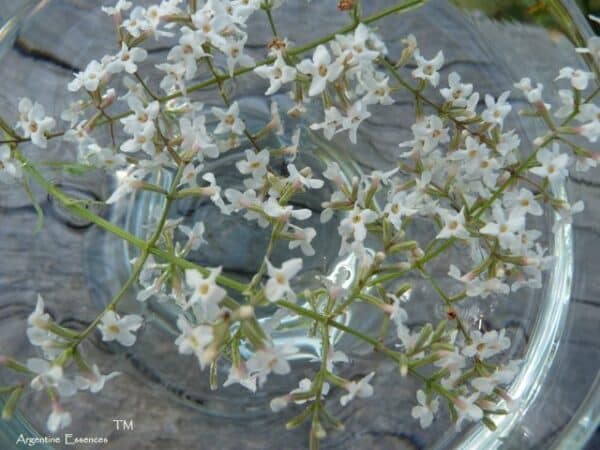 Lemon Verbena