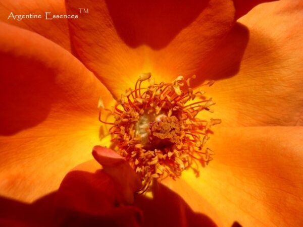 Orange Rose