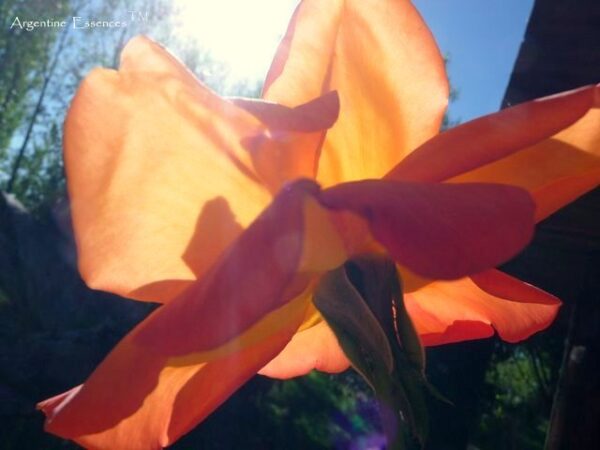 Orange Rose