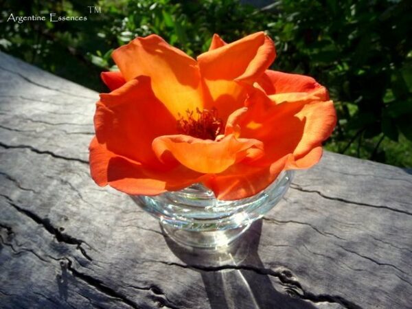 Orange Rose