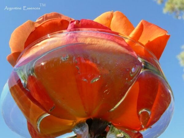 Orange Rose in a bowl