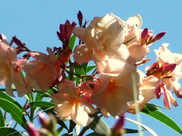 peach oleander flowers