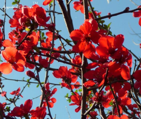 Red Japonica