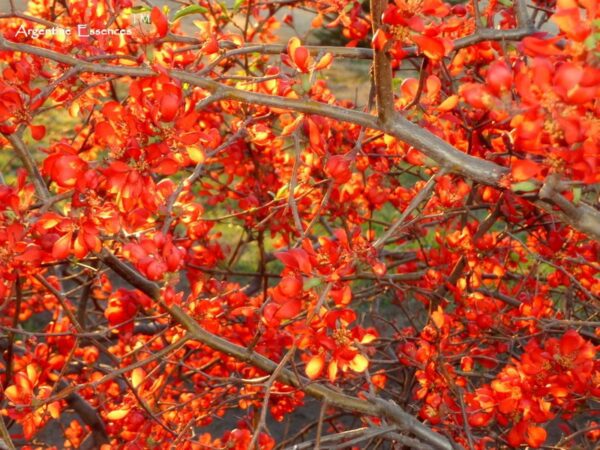 Red Japonica - Image 2