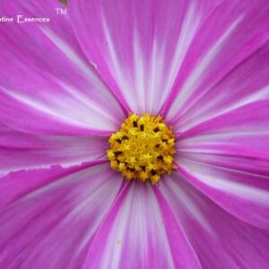 Cosmos Light Pink flower