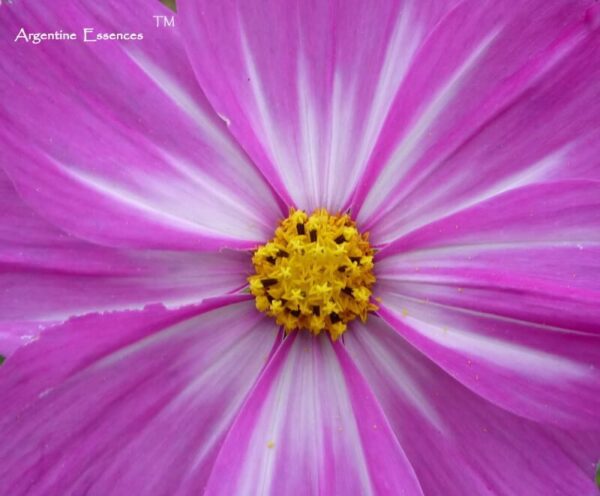 Cosmos Light Pink flower