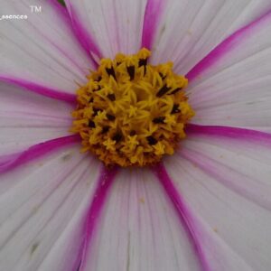 White cosmos flower