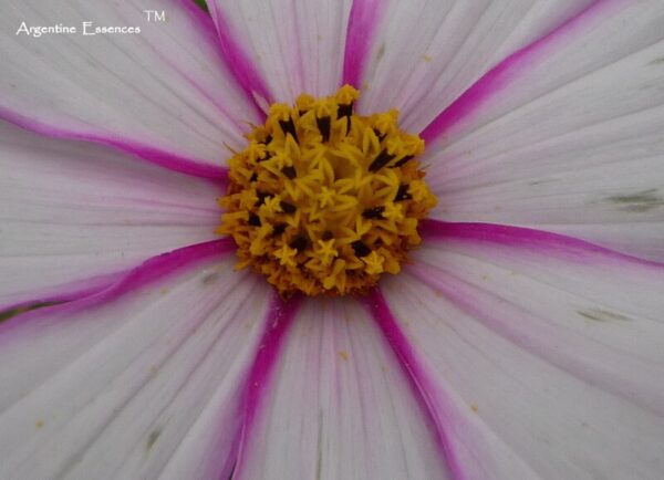 White cosmos flower