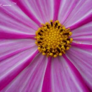 Pink and white cosmos flower