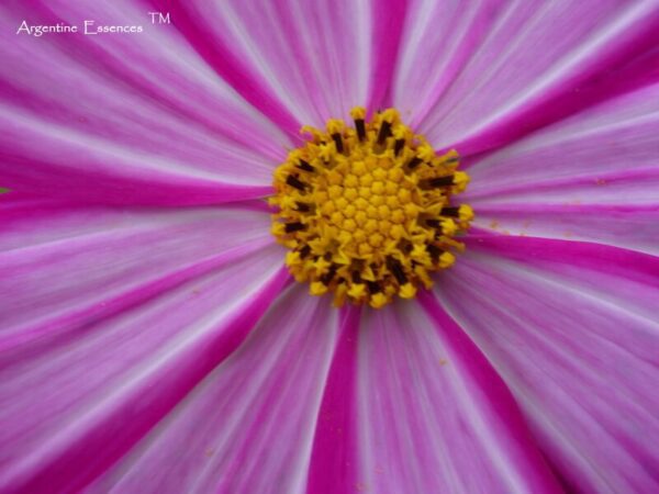 Pink and white cosmos flower