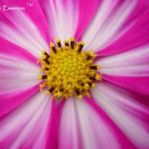 Magenta and White Cosmos flower