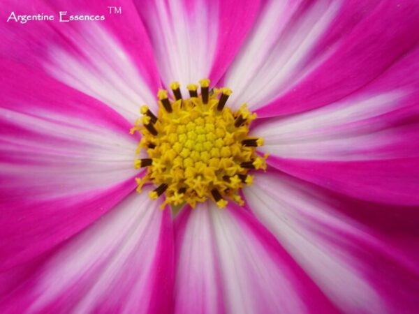 Magenta and White Cosmos flower