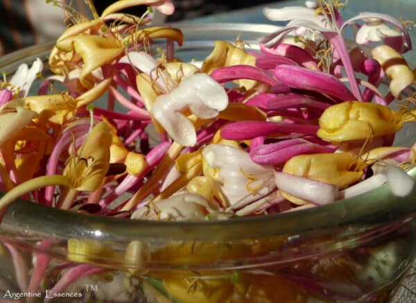 Honeysuckle flower in bowl