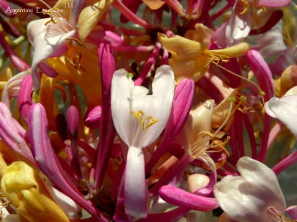 Honeysuckle in bowl