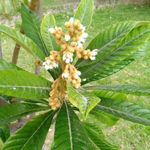 Loquat essence