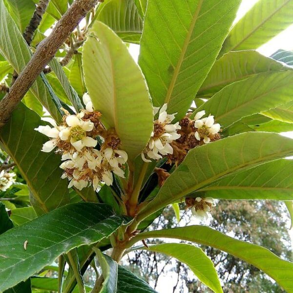 Loquat flowers