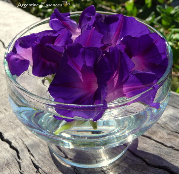 Morning Glory in a bowl