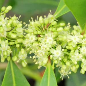 Yerba mate flower