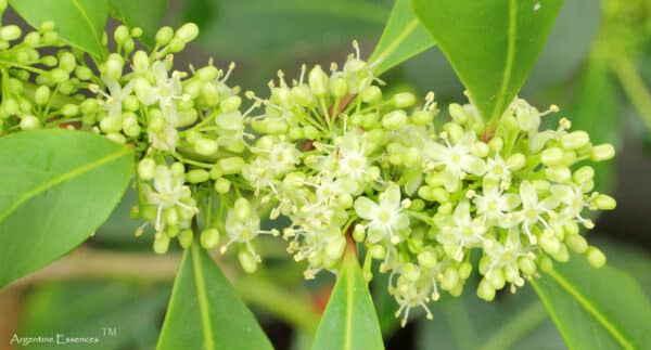 Yerba mate flower