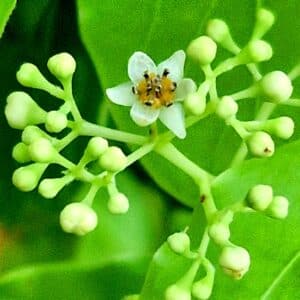 camphor flowers