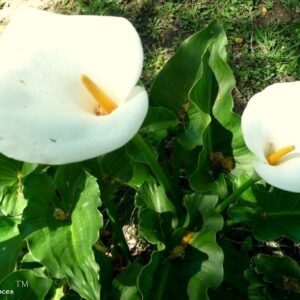 Calla Lily flowers essence