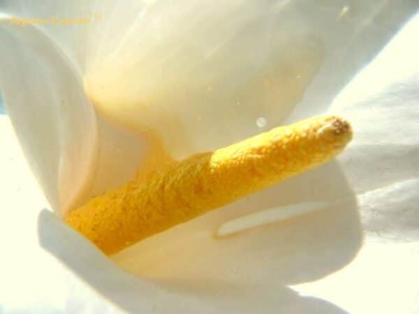 Calla Lily flower essence