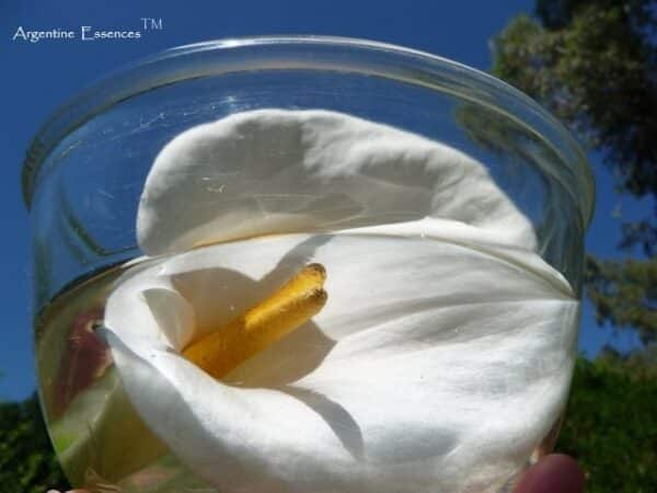 Calla Lily flower essence