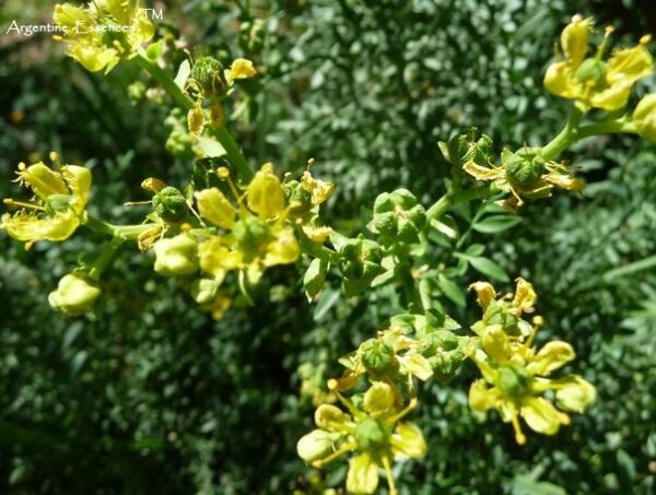 Fringed Rue flower bush