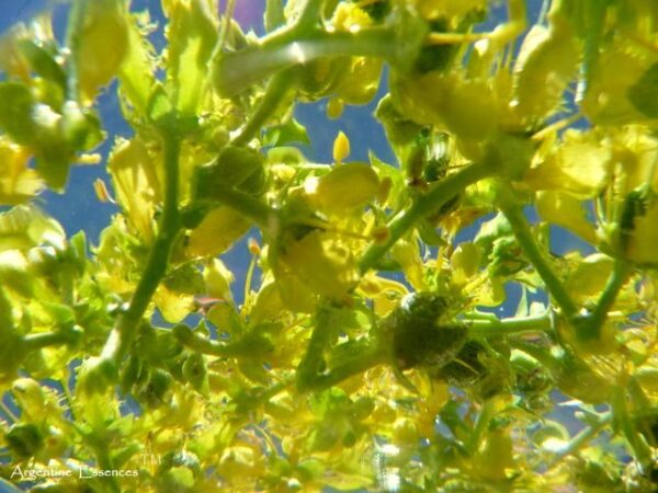 Fringed Rue flowers