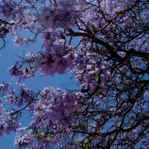 Jacaranda flowers blue sky