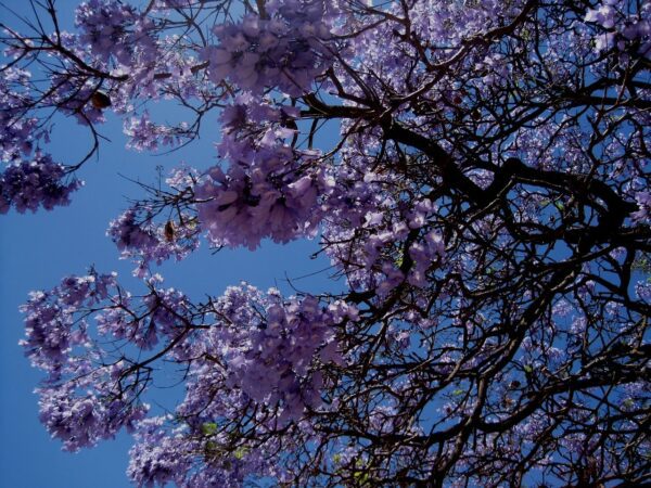 Jacaranda flowers blue sky