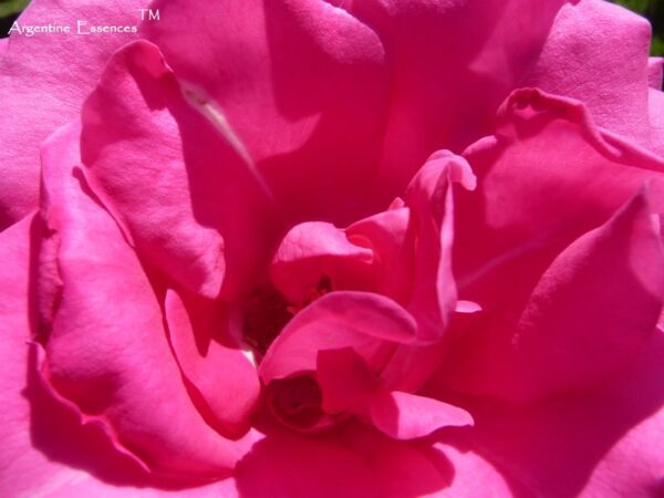 pink rose flower