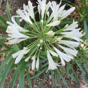 White Agapanthus flower