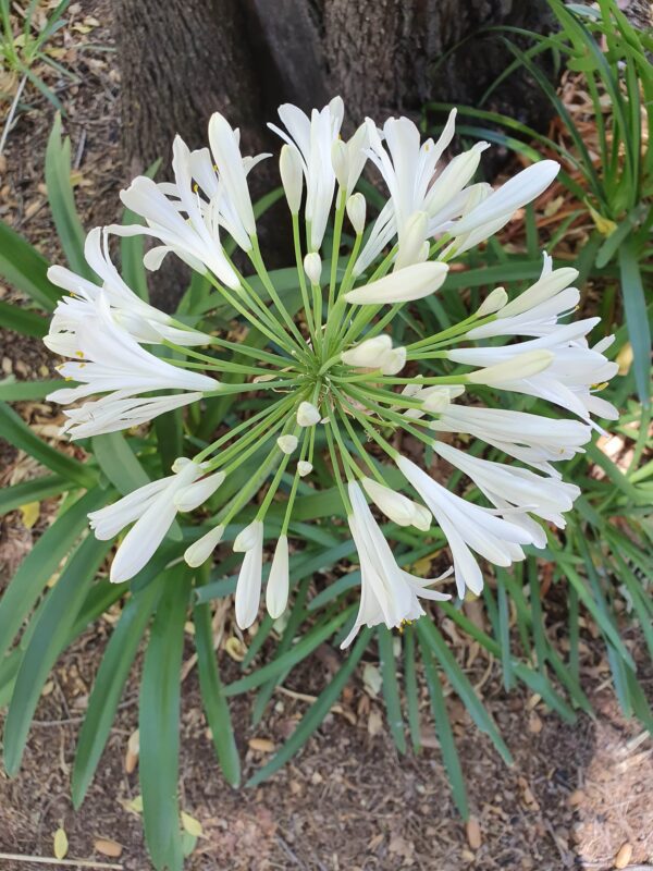 White Agapanthus flower