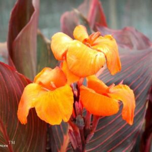 orange canna lily flower essence