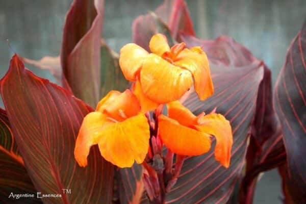 orange canna lily flower essence