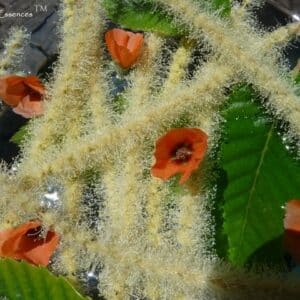 American Sweet Chestnut and Desert Mallow