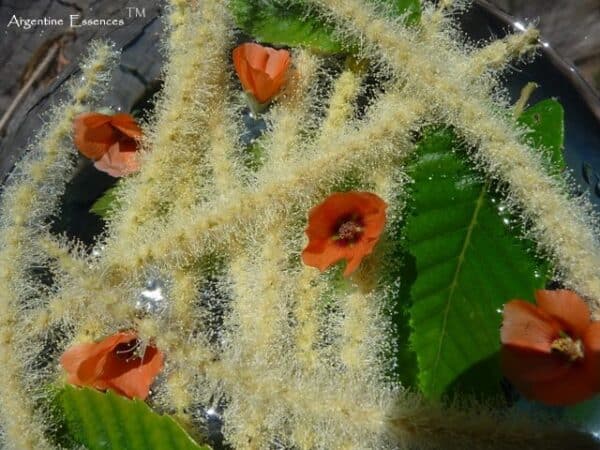 American Sweet Chestnut and Desert Mallow