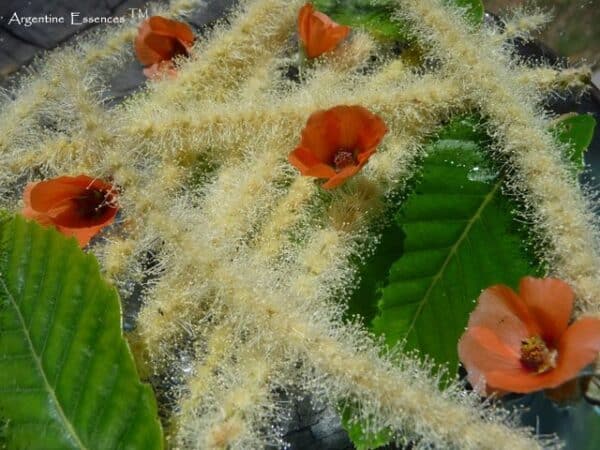 American Sweet Chestnut and Desert Mallow