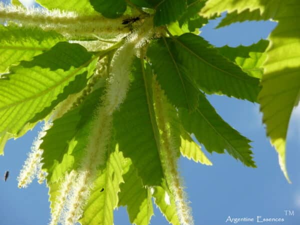 American Sweet Chestnut