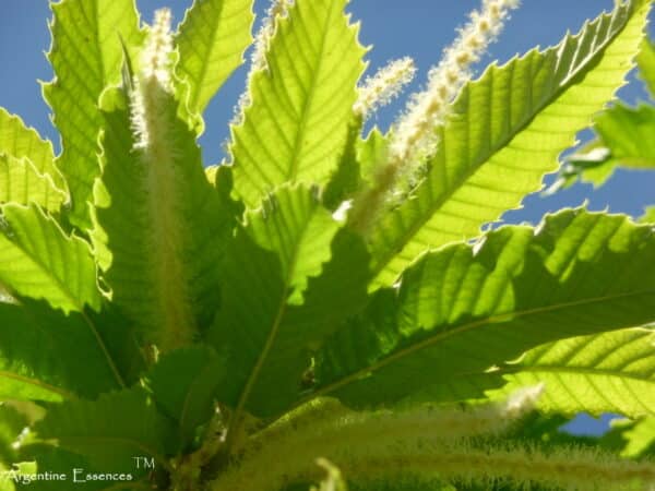 American Sweet Chestnut