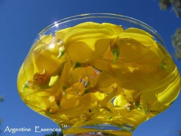 Scotch Broom in a bowl