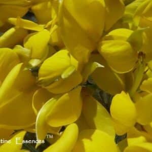 Scotch Broom