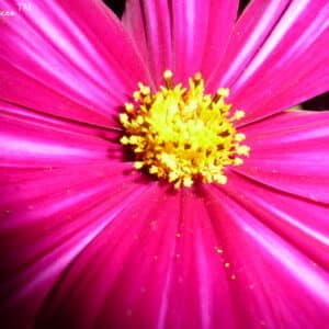 magenta cosmos