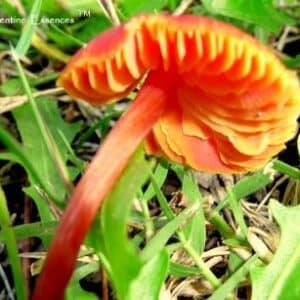 Scarlet Waxcap (Red Mushroom)