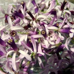 Persian Lilac