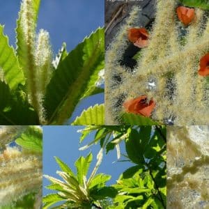 American Sweet Chestnut & Desert Mallow Essence blend